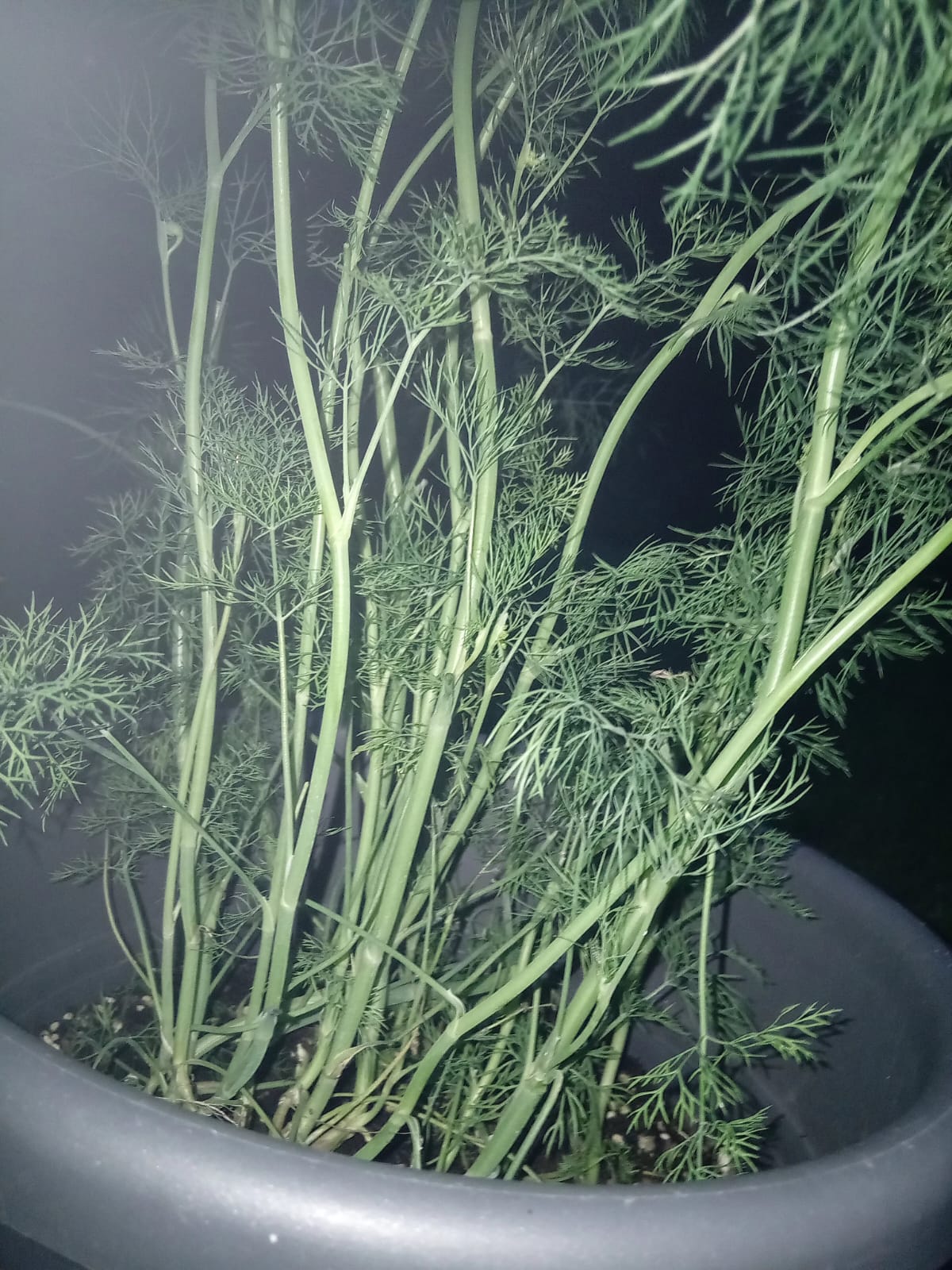Dill